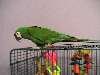 My avian brother, Mac