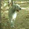 In the woods