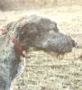 Gonna be a big dog some day. Gonna be a big dog some day.